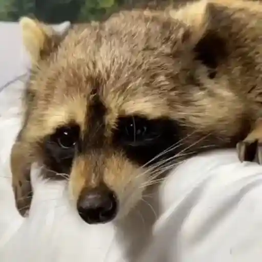 Racoon 🦝 12