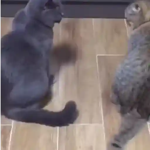 Pets Random 24