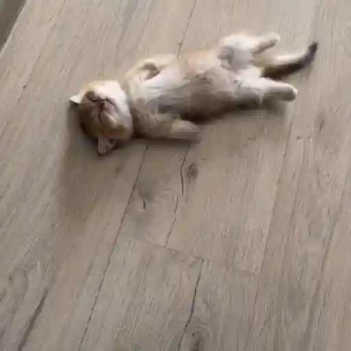 Pets Random 22
