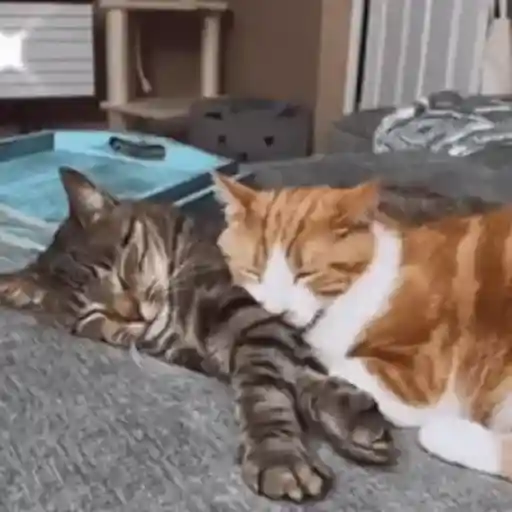 Pets Random 13