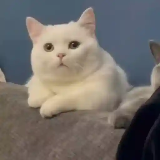 Pets Random 19