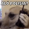 Perritos🐶 13