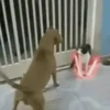 Funny Animals 12