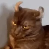 Funny cats 10