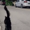 Gif lucu 15