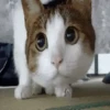 ❤️🐱 Dilo con michis 2 🐱❤️ 2
