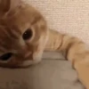 Kitten 10