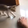 Gatitos Random 😻  19
