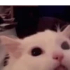 Cat expression 11