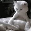 Funny Animals 13
