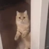 Cats Animated 🐱🐈 11