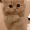 Funny cats 11