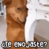 🐶 Perritos Frases Mov. 1.0 🐾 15