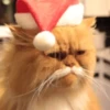 🐱Michis en Navidad🎁🎄 11