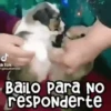 🐶 Perritos Frases Mov. 1.0 🐾 9
