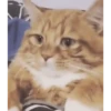 Memes pa su merce ️ (animado) 6