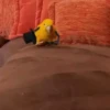 🦆Animalitos graciosos🦉 9