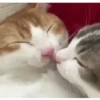 Kitten 13