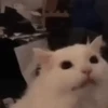 Funny cats 6