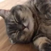 Gatitos Random 😻  22