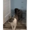 Cats Animated 🐱🐈 8