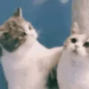 Funny cats 13