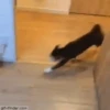 Cats Animated 🐱🐈 7