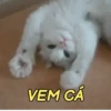 MEMES PRA VOCÊ 🤣 7