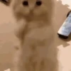 Kittos 😺 13