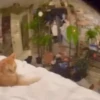 Gatitos Random 😻  5