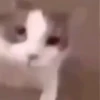 Tiktok pt4 21