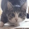 Funny cats 5