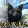 Memes engraçados de animais 12