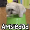 🐶 Perritos Frases Mov. 1.0 🐾 13