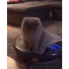 Animados Gatitos 🙀 13