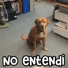 🐶 Perritos Frases Mov. 1.0 🐾 21