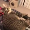 Gatitos Random 😻  21