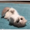 Cats Animated 🐱🐈 6