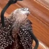 🦆Animalitos graciosos🦉 14
