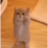 Cats Animated 🐱🐈 16