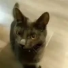 Gatitos Random 😻  7
