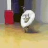 Kittos 😺 8