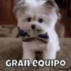 Perritos🐶 11