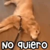 🐶 Perritos Frases Mov. 1.0 🐾 12