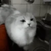 Animados Gatitos 🙀 6