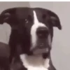 PRA DEBOCHAR 15