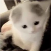 °     ❀   🦴    ⋆  💗      ࿔  7