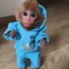 Little monkeys 5