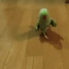 Pajaritos UwU🐦💗💫 14