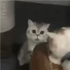Kitten 9